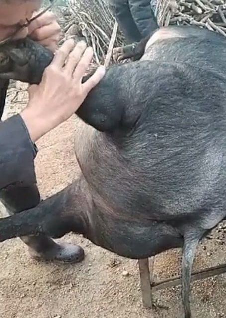 豬圈中的歡樂(lè)時(shí)刻，最新吹豬視頻集錦