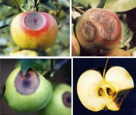 最新炭疽病治療藥物，變化、學習與信心的力量探索