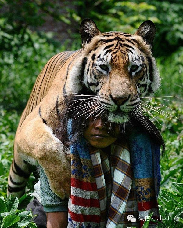 最新人與獸技能學習與實踐步驟指南，從理論到實操的全面指南