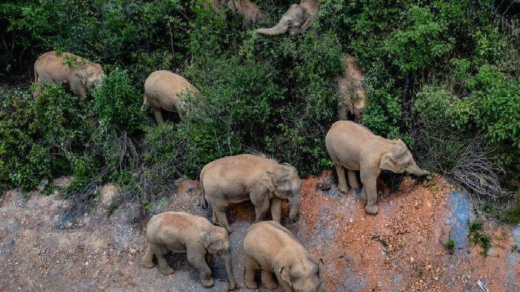象群最新現(xiàn)身地，力量與自信之歌的演繹