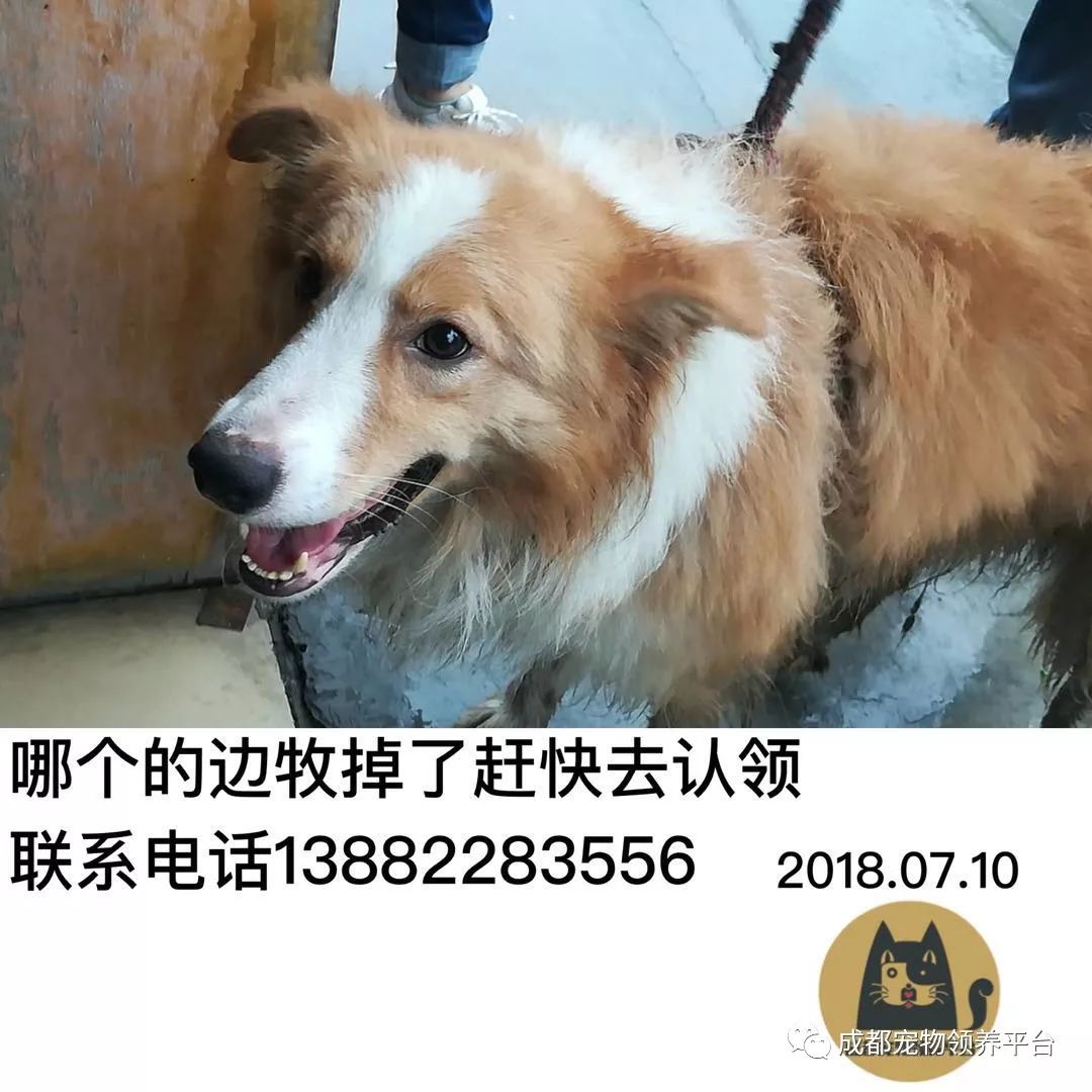 成都最新尋狗記，巷弄深處特色小店中的尋寵之旅