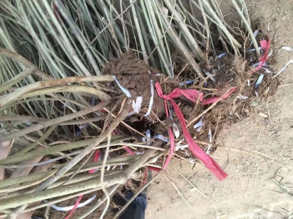 連翅最新價(jià)格深度解析，歷史背景、重要事件與地位探討