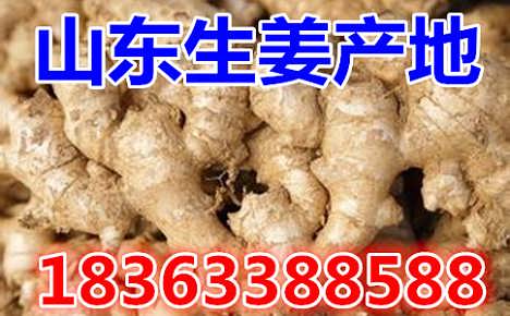 鮮姜最新價(jià)格揭秘，自然美景背后的旅行探索之旅