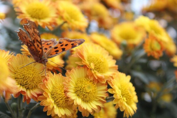 番茄最新作品，用學(xué)習(xí)之鑰，開啟自信與成就的大門