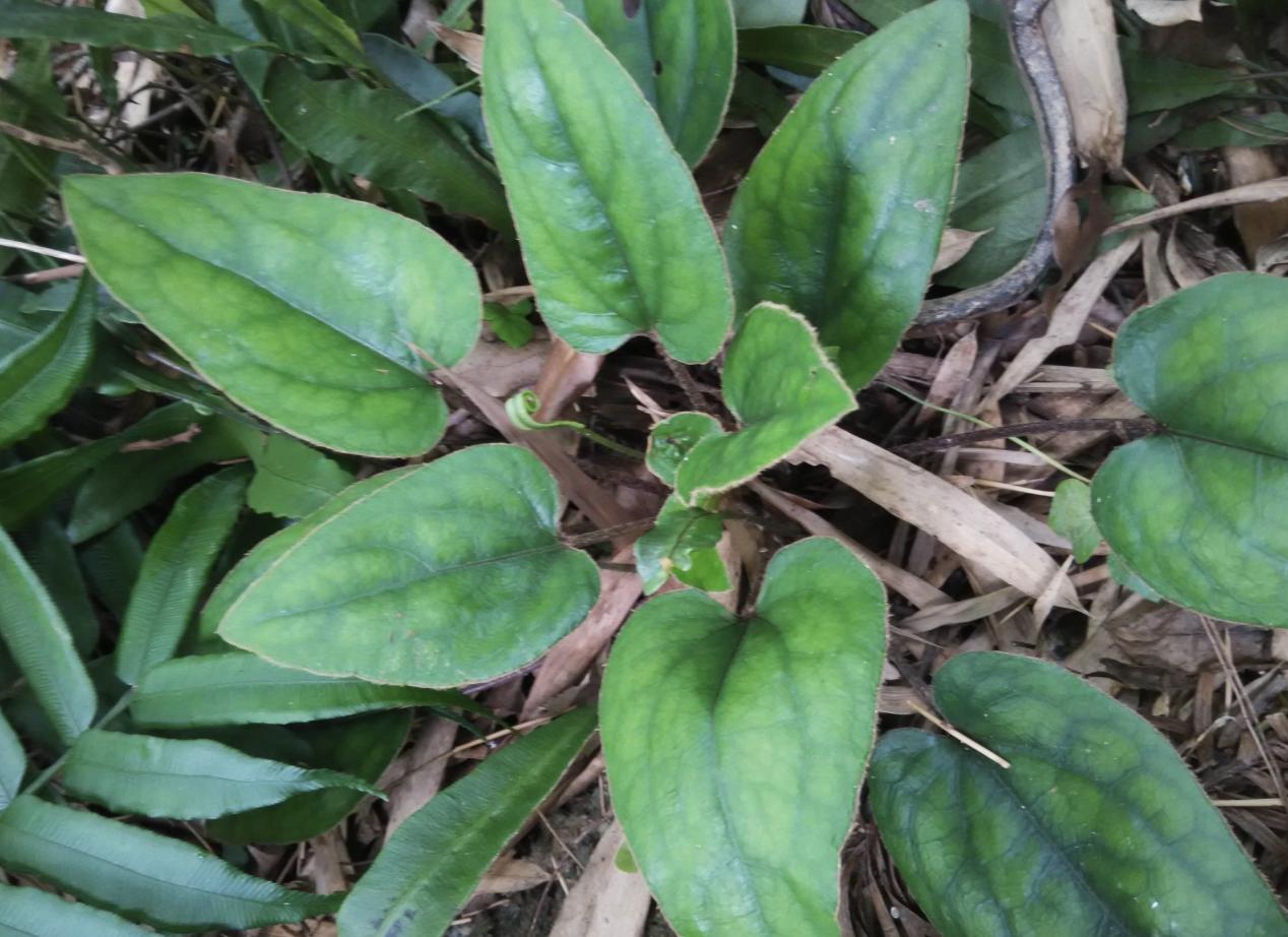 今日黃連最新價(jià)格及小巷隱秘寶藏，探尋特色小店的奇妙之旅