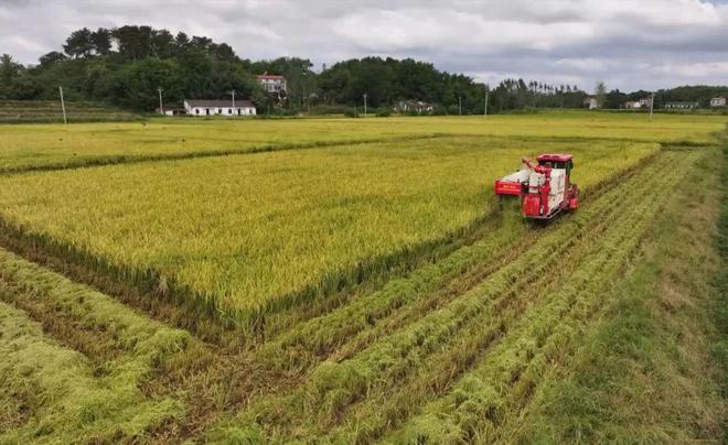 最新直播稻技術(shù)揭秘，小巷深處的稻田直播秘境探索