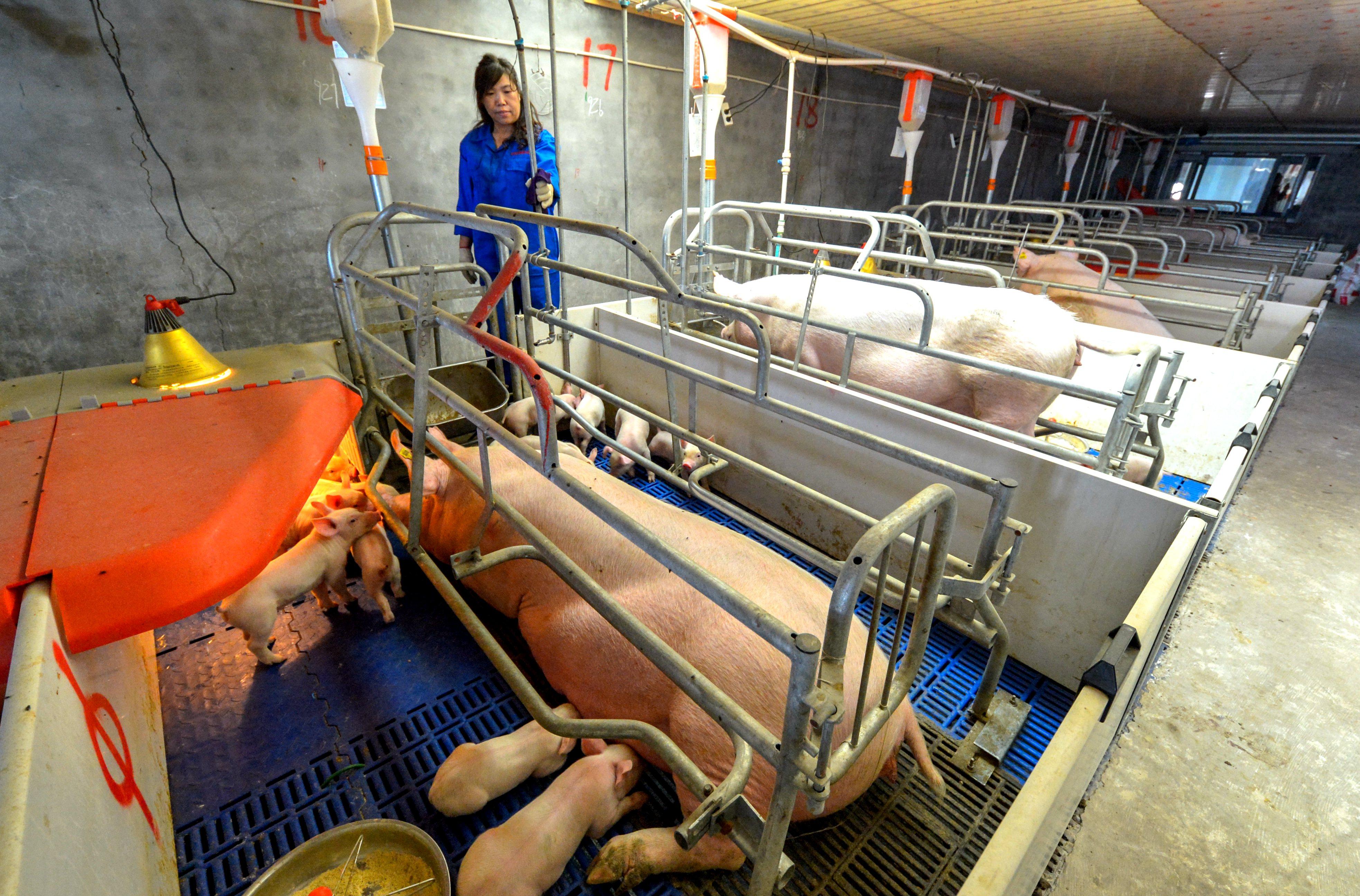 河北仔豬最新價(jià)格揭秘，小巷中的寶藏探索