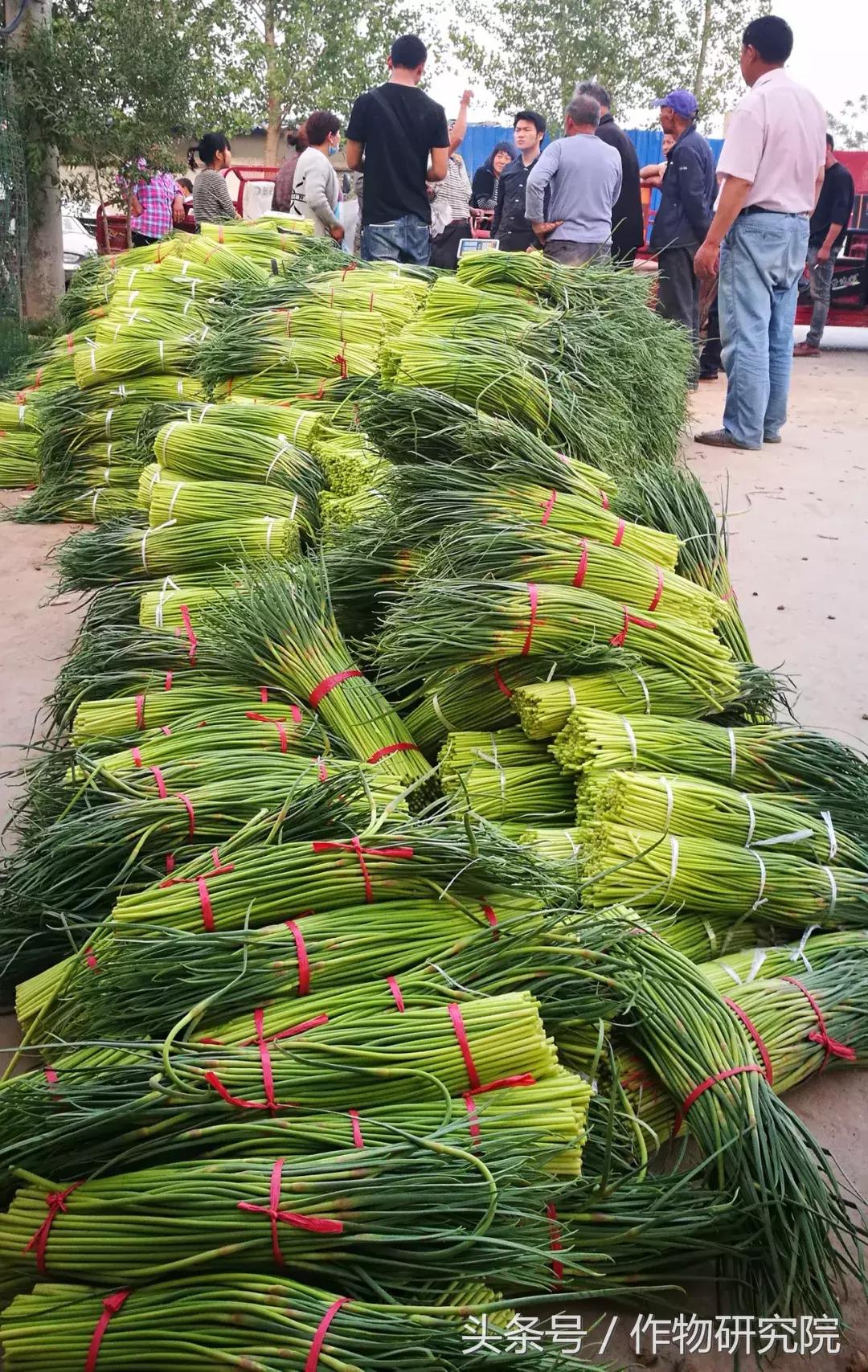 大蒜的奇妙旅程與溫馨故事，最新大蒜資訊報(bào)道