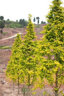 最新彩葉樹(shù)種種植與養(yǎng)護(hù)指南，從選種到養(yǎng)護(hù)一步到位！