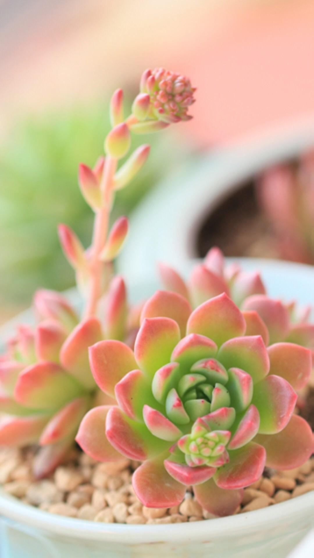 最新多肉植物，獨特的植物美學(xué)觀點探討