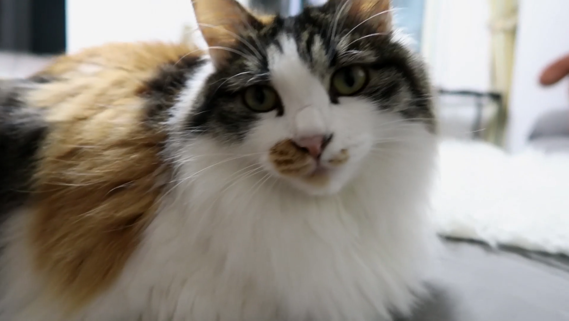 Maomi最新域名網(wǎng)站，時尚潮流的前沿引領(lǐng)者