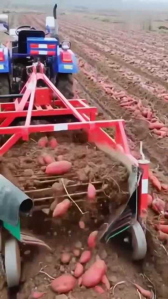 科技革新引領(lǐng)紅薯挖掘新紀(jì)元，最新挖紅薯機(jī)器亮相！