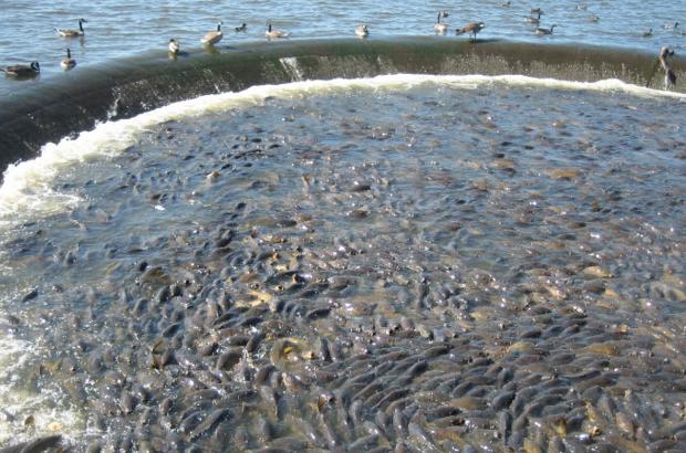 美國鯉魚成災(zāi)背后秘密揭秘，鯉魚泛濫與小巷獨特小店的故事