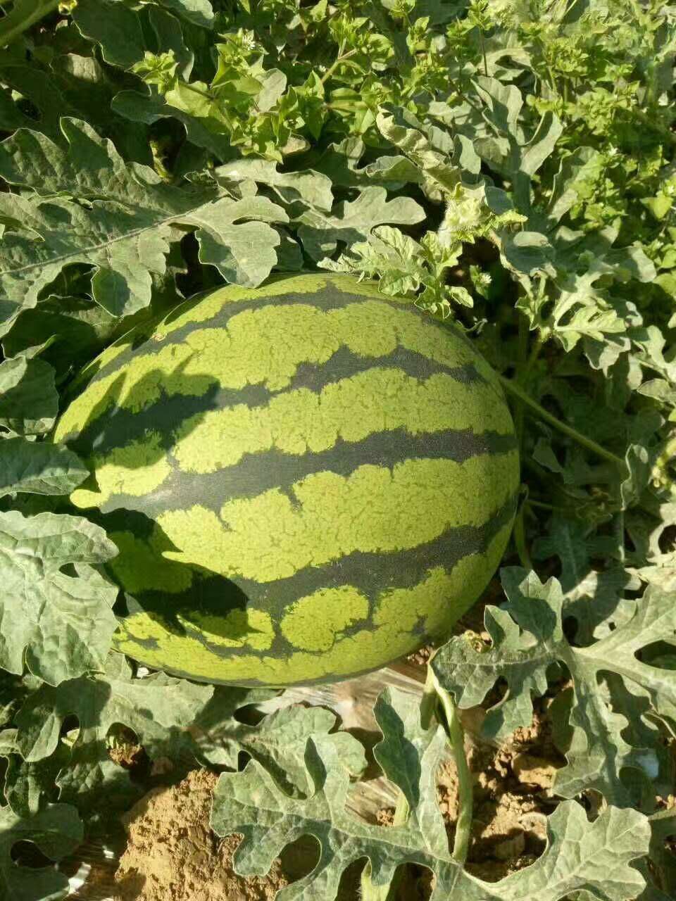 惠民西瓜最新價格，一顆瓜的成長之路與你的成長相伴