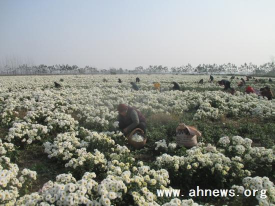 界首最新新聞，學(xué)習(xí)變革的力量，自信與成就感的融合之路