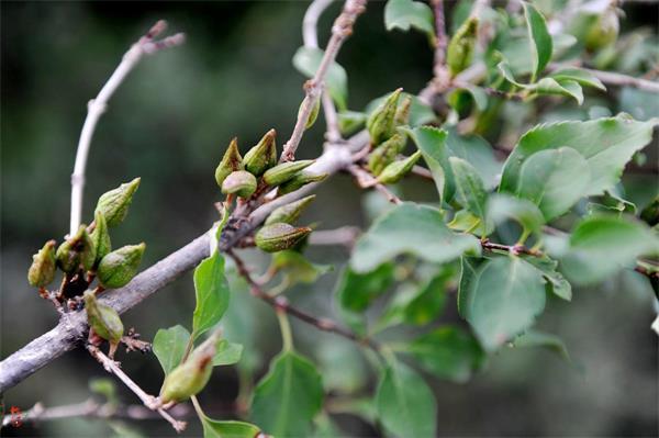 連翹最新價格走勢，機遇中的自信力量與自我成長展望