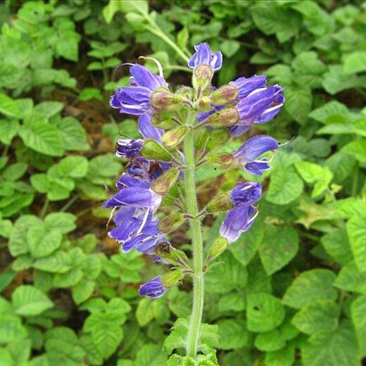 亳州丹參最新價(jià)格，市場(chǎng)走勢(shì)及選購(gòu)指南全解析