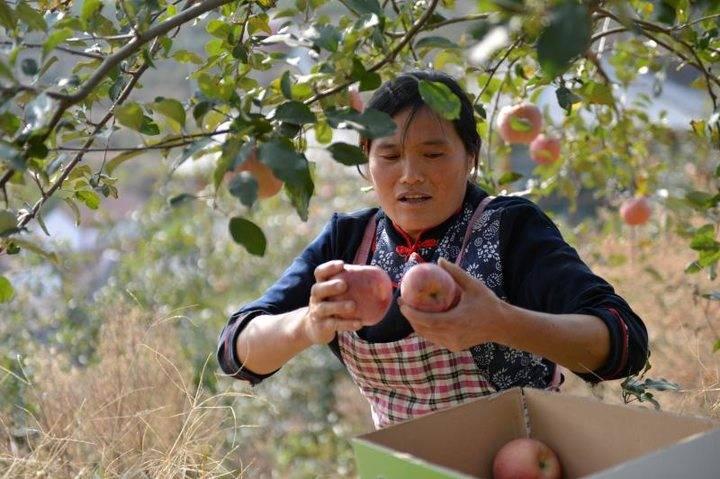 沂源蘋果最新價(jià)格，綠色之旅帶來內(nèi)心的平靜