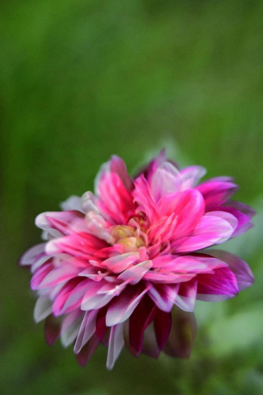 最新花舞，綻放的藝術(shù)之美欣賞