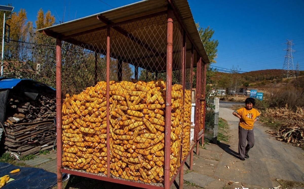 玉米最新動態(tài)，與自然美景的旅行之旅