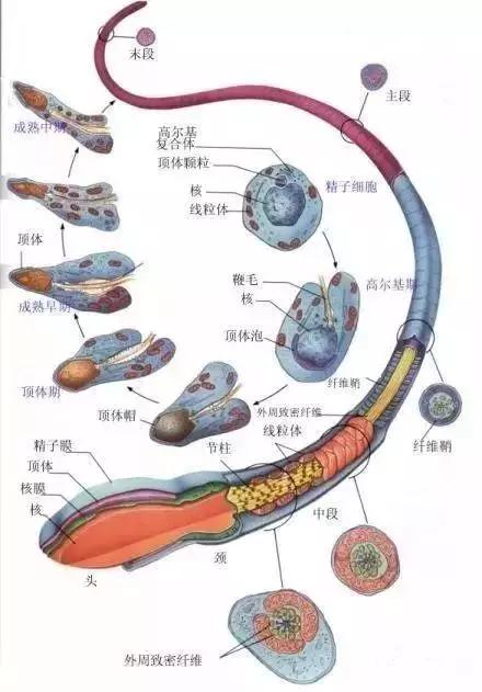 窩精子最新，小巷中的秘密風(fēng)味探索