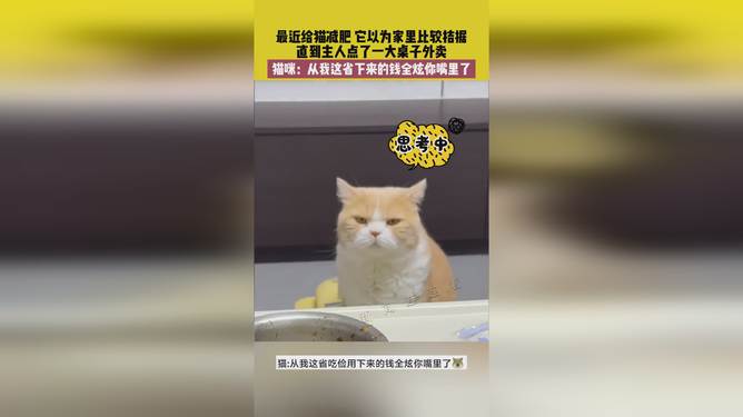 省貓任務(wù)輕松完成指南，最新技能學(xué)習(xí)與任務(wù)執(zhí)行詳細(xì)步驟