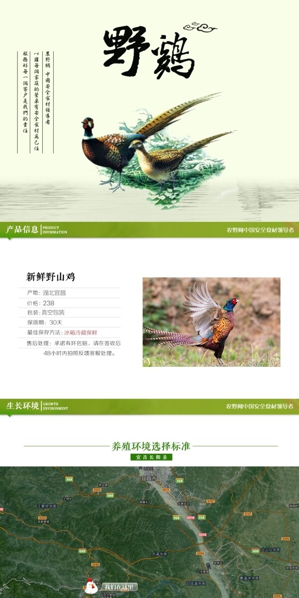 深度剖析，最新山雞的背景、事件與地位概述