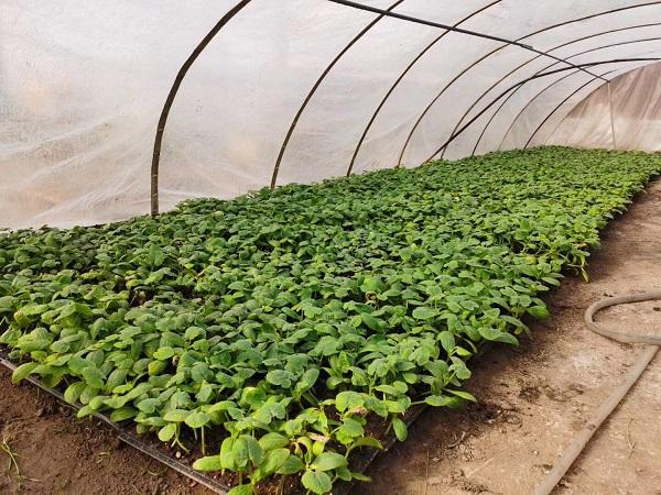 探索自然美景的輕松之旅，最新黃瓜社區(qū)