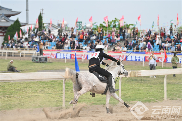 馬王最新動(dòng)態(tài)，探索馬術(shù)世界的新篇章