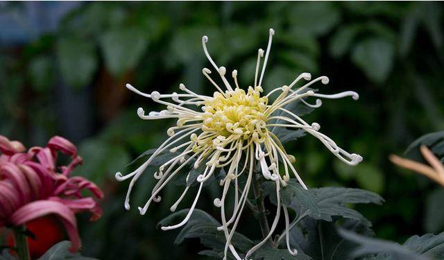 摧花最新配方揭秘，綻放美麗新篇章