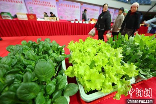 南京最新蔬菜，時代味道與文化脈絡的融合