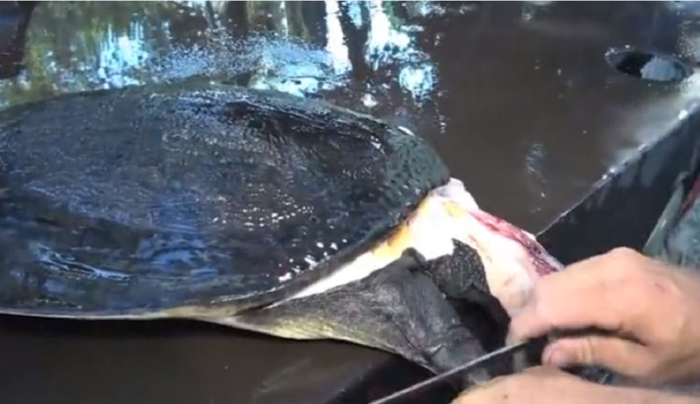 最新釣甲魚，一段垂釣樂趣的溫馨時光