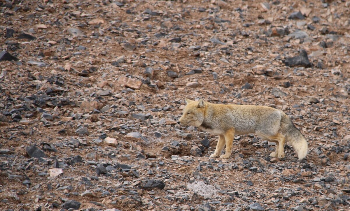 最新野狐，學(xué)習(xí)變化，自信助力夢(mèng)想實(shí)現(xiàn)