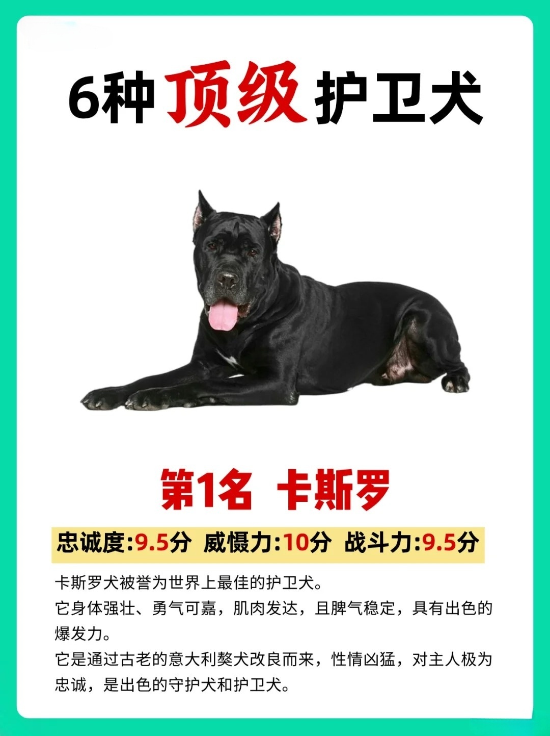 最新魏瑪犬高科技產(chǎn)品介紹與概述