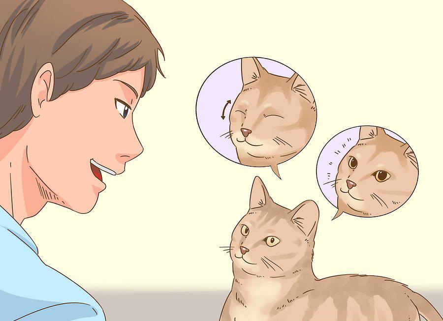 貓咪最新破譯，高科技重塑貓奴生活，智能養(yǎng)貓新時(shí)代的開(kāi)啟