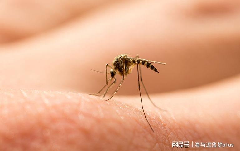 揭秘蚊子世界，最新報(bào)道與防治策略探索