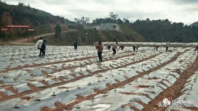 信宜最新肺炎，理解、應(yīng)對與關(guān)愛