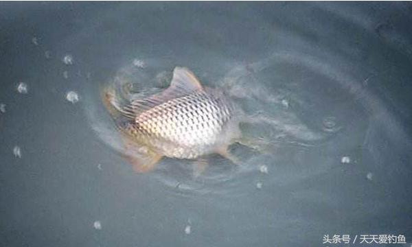 最新逗釣步驟指南，從入門到精通的釣魚技巧分享