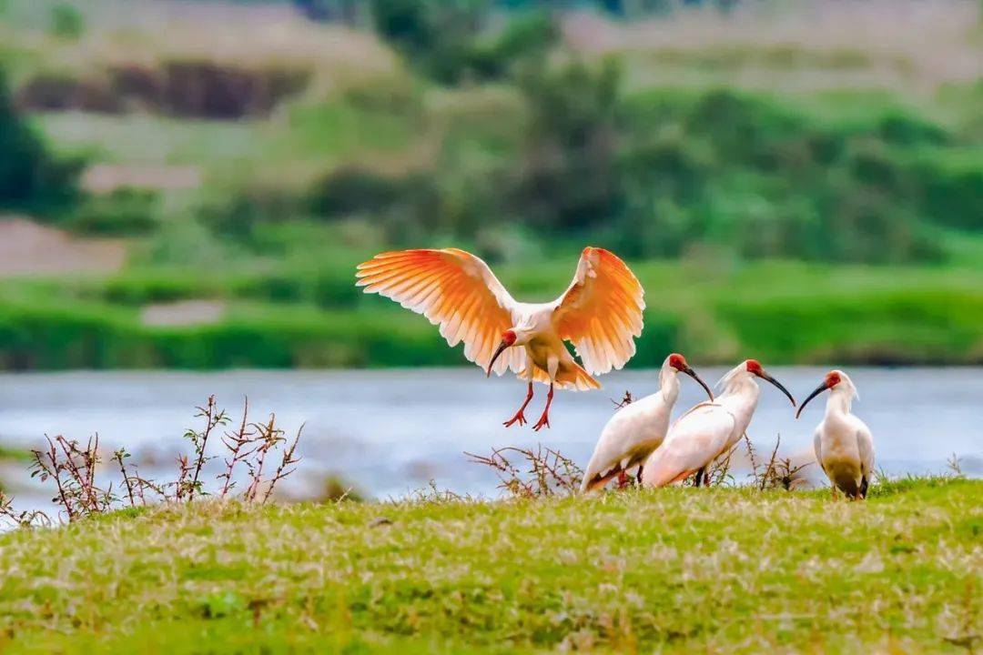 朱鹮最新動(dòng)態(tài)報(bào)道