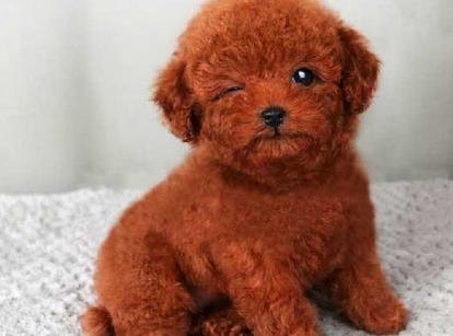 最新小鹿犬，趣事不斷，傳遞溫馨友誼與愛的小使者