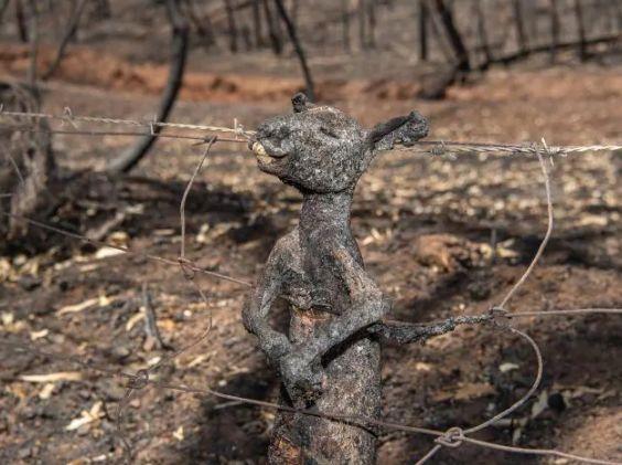 南澳山火最新情況更新，實時動態(tài)與進展