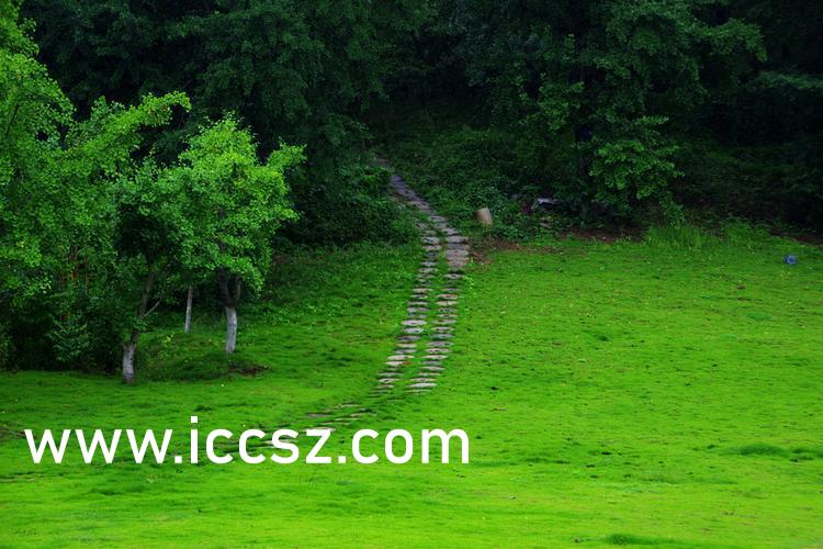 伊人最新一本，日常溫馨趣事與情感紐帶的交織