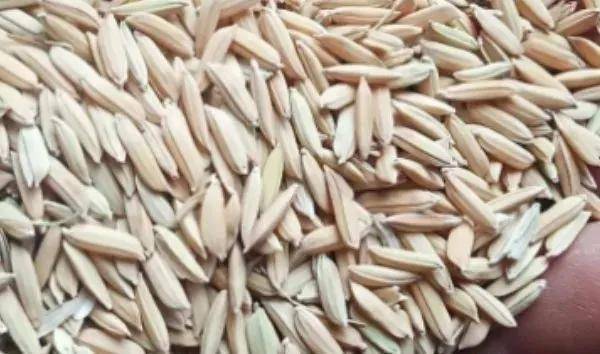 夏鳴星谷子最新科技，點亮生活，科技璀璨引領(lǐng)未來