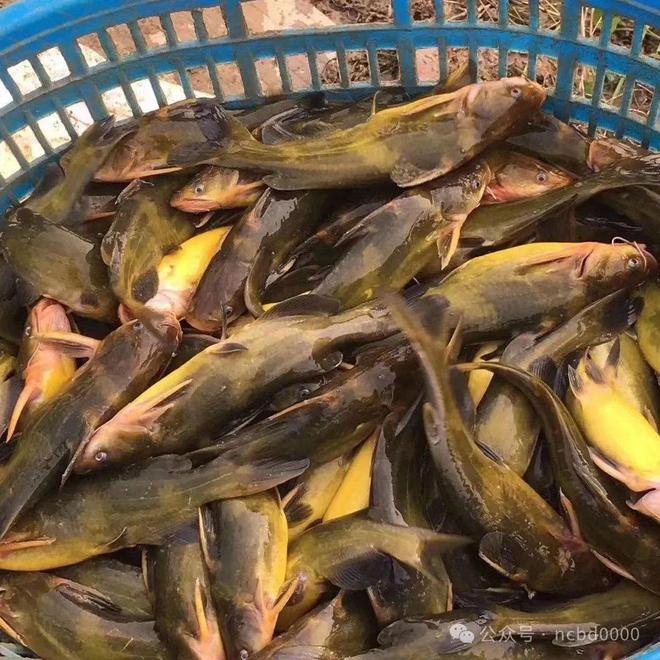 黃顙魚最新報價大全，專業(yè)指南與實時更新