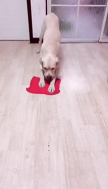 最新狗小視頻，溫馨日常故事